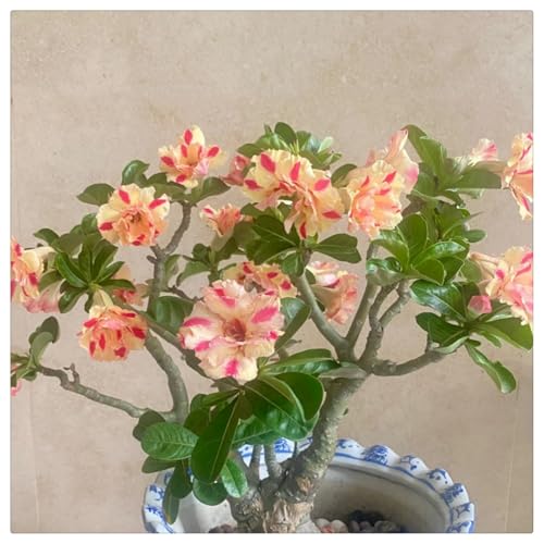 Wüstenrose Kaufen winterhart - Frostfeste Sorten für Garten & Balkon- und Außenbereich geeignet, leicht zu züchten-1Rhizome-D von HGJKYTFCDG