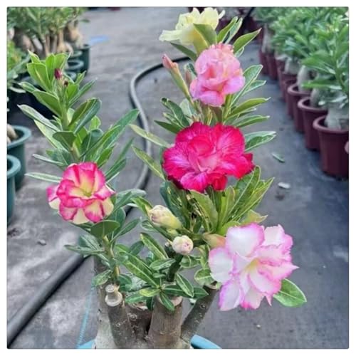 Wüstenrose Rhizome kaufen winterhart - Seltene Farbe, für den Innen- und Außenbereich geeignet, leicht zu züchten-1Rhizome-I von HGJKYTFCDG