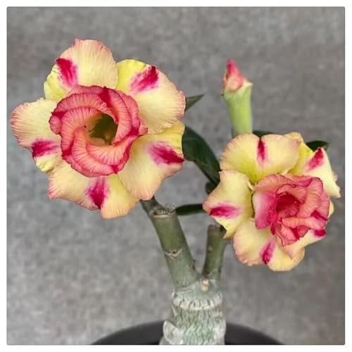 Wüstenrose Wurzel kaufen Frostfeste Sorten für Garten & Balkon und Außenbereich geeignet, leicht zu züchten-2Rhizome-C von HGJKYTFCDG