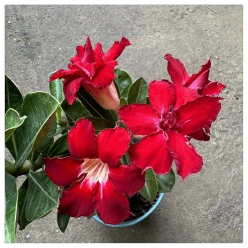 Wüstenrose Wurzel kaufen - Seltene Farbe, für den Innen- und Außenbereich geeignet, leicht zu züchten-1Rhizome-X Wüstenrose Wurzel kaufen - Seltene Farbe, für den Innen- und Außenbereich geeignet, leicht zu züchten-1Rhizome-X von HGJKYTFCDG