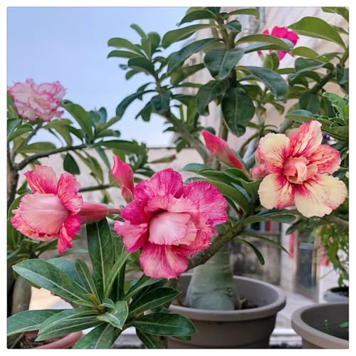 Wüstenrose Wurzel winterhart kaufen - Wüstenrose perfekt für Zuhause und Außenbereich geeignet, leicht zu züchten-5Rhizome-D Wüstenrose Wurzel winterhart kaufen - Wüstenrose perfekt für Zuhause und Außenbereich geeignet, leicht zu züchten-5Rhizome-D von HGJKYTFCDG