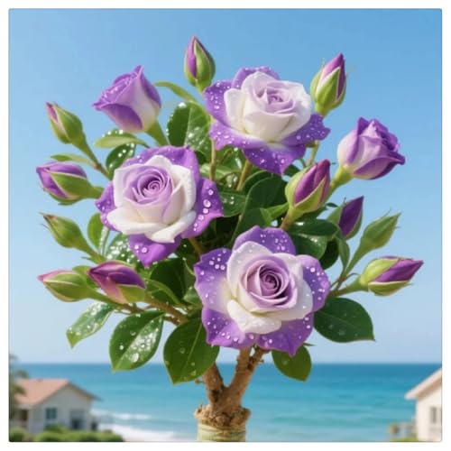 Wüstenrose Wurzel winterhart - winterhart und als Wüstenrose perfekt für Zuhause-2Rhizome-J von HGJKYTFCDG