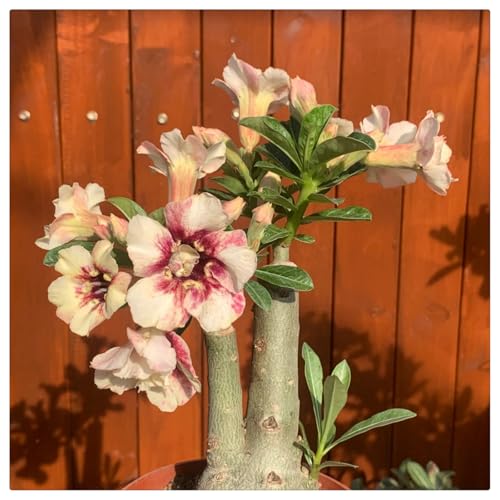 Wüstenrose kaufen Frostfeste Sorten für Garten & Balkon und Außenbereich geeignet, leicht zu züchten-5Rhizome-I Wüstenrose kaufen Frostfeste Sorten für Garten & Balkon und Außenbereich geeignet, leicht zu züchten-5Rhizome-I von HGJKYTFCDG
