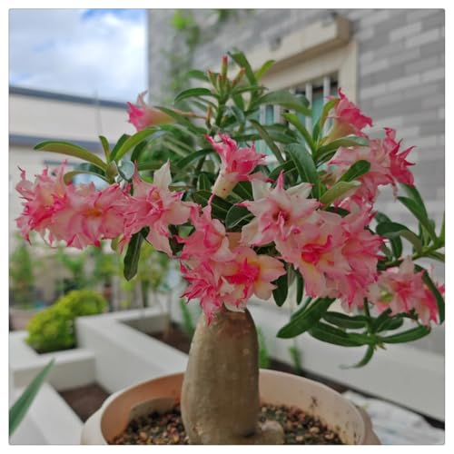 Wüstenrose kaufen Frostfeste Sorten für Garten & Balkon und Außenbereich geeignet, leicht zu züchten-5Rhizome-K Wüstenrose kaufen Frostfeste Sorten für Garten & Balkon und Außenbereich geeignet, leicht zu züchten-5Rhizome-K von HGJKYTFCDG