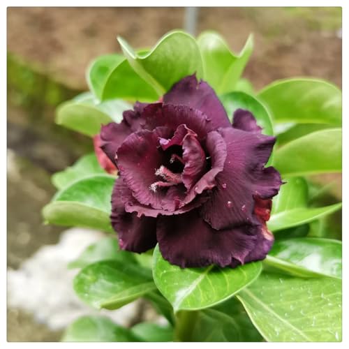 Wüstenrose winterhart - Perfekte Gartenzierpflanzen- und Außenbereich geeignet, leicht zu züchten-4Rhizome-I von HGJKYTFCDG