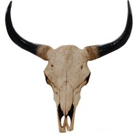 HHG - neuwertig] Deko Schädel 64cm, Polyresin Stier Bulle Longhorn Kopf Trophäe, In-/Outdoor natur - brown von HHG