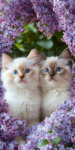 5D Diamond Painting Erwachsene, Diamant Malerei Kinder Anfänger, DIY Blumen Katze Diamant Painting Bilder Erwachsene Bastelset Geeignet Als Geschenk, Zur Entspannung und Als Wanddeko 40x80cm y-375 von HHQGOUYG