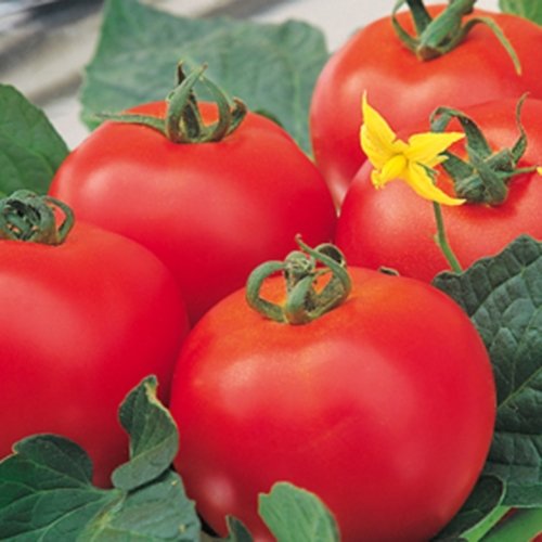 Tomaten Diplom F1 Hybride Samen von HI