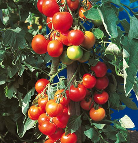 Tomaten Harzfeuer Samen von HI