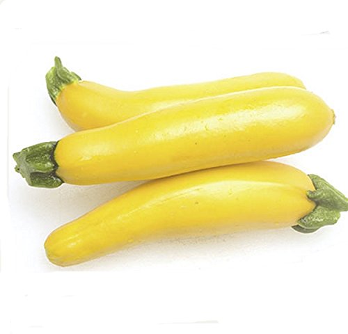 Zucchini Gold Rush Gelbe Zucchini Samen von HI