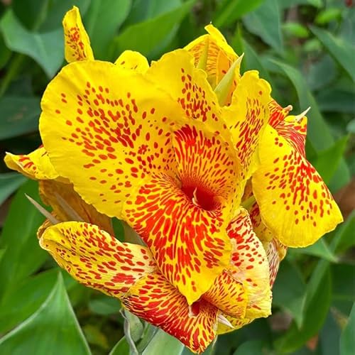 Canna zwiebeln Indisches blumenrohr Winterhart zwiebeln Indisches blumenrohr weiß von HMGJGFH