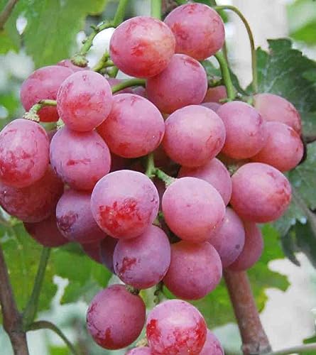 Traubenwurzel Kernlose Tafel Trauben Weinreben Vitis Rhizom-vinifera Weinreben Winterhart Weinreben von HMGJGFH