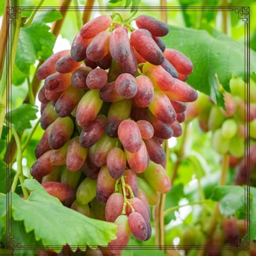 Traubenwurzel Rhizom-vinifera Weinreben Winterhart Weinreben Kernlose Tafel Trauben Weinreben Vitis von HMGJGFH