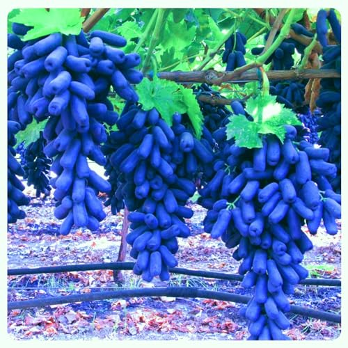 Traubenwurzel Rhizom-vinifera Weinreben Winterhart Weinreben Kernlose Tafel Trauben Weinreben Vitis von HMGJGFH