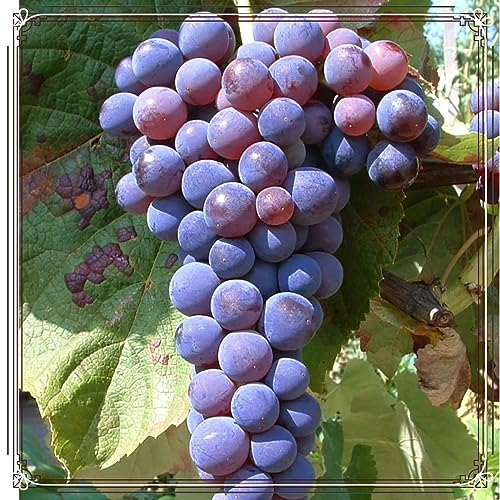 Traubenwurzel Trauben Weinreben Vitis Rhizom-vinifera Weinreben Winterhart Weinreben Kernlose Tafel von HMGJGFH