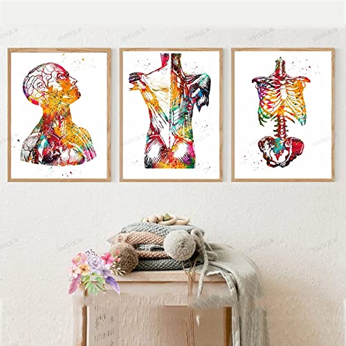 HMXQLW Abstrakt Medizin Anatomie Wandbilder Mensch Organe Herz Gehirn Aquarell Bilder kunstdrucke Klinik Deko,Leinwandbilder Poster und Drucke Wandkunst Rahmenlos (3X40x60cm,1) von HMXQLW