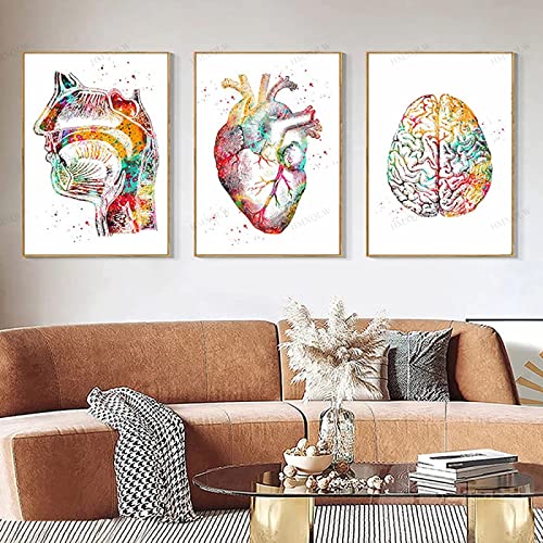 HMXQLW Abstrakt Medizin Anatomie Wandbilder Mensch Organe Herz Gehirn Aquarell Bilder kunstdrucke Klinik Deko,Leinwandbilder Poster und Drucke Wandkunst Rahmenlos (3X50x70cm,3) von HMXQLW