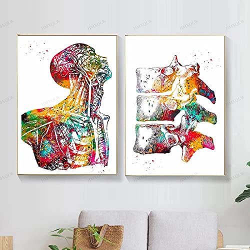 HMXQLW Anatomie Wandbilder Mensch Muskel Aquarell Skelett Bilder kunstdrucke Klinik Deko,Leinwandbilder Poster und Drucke Wandkunst Rahmenlos (2X50x70cm,1) von HMXQLW