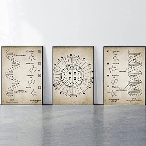 HMXQLW DNA Und RNA Genetischen Code Genetik Biochemie Student Vintage Bilder Wohnzimmer Deko, Leinwand Bilder und Drucke Wandkunst Malerei Schlafzimmer Wohnzimmer Rahmenlos (3X20X30CM) von HMXQLW