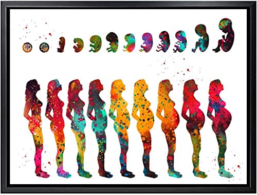 HMXQLW Leinwand Bild Anatomischem Organ Körper Uterus Anatomie Gynäkologie Bilder Deko, Leinwand Bilder Poster und Drucke Wandkunst Malerei Schlafzimmer Wohnzimmer Rahmenlos (80X120CM) von HMXQLW