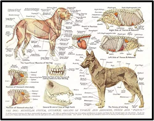 Hundes Muskeln Organe Wandbilder Tier Anatomie Pathologie Bilder kunstdrucke Tierklinik Deko,Leinwandbilder Poster und Drucke Wandkunst Rahmenlos (60x80cm) von HMXQLW