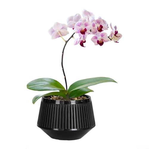 Blumentopf aus Kunstharz mit innovativem Doppelschicht-Design für Wurzelkontrolle und einfache Wartung (weiß (schwarz (ohne Blumen)) von HOHOVYVY