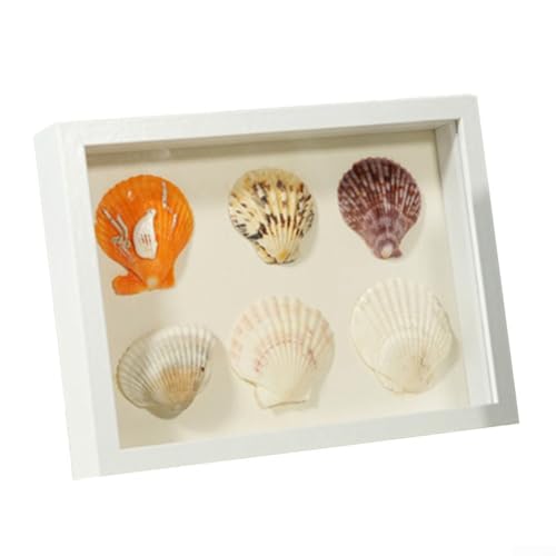 Dreidimensionale Aufbewahrungsbox Geburtstagsgeschenk Muschelvitrine (White) von HOHOVYVY