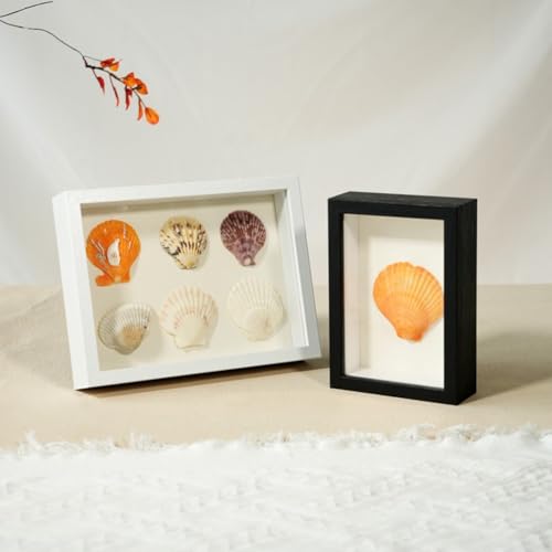 Dreidimensionale Aufbewahrungsbox Geburtstagsgeschenk Muschelvitrine (black) von HOHOVYVY