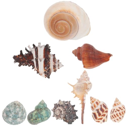 HOLIDYOYO 9stücke Natürliche Einsiedlerkrebsschalen Für Aquarien Handgefertigte Conch-Dekorationen Für Fischbehälter Sicher Und Sanft Für Fische Und Pflanzen von HOLIDYOYO