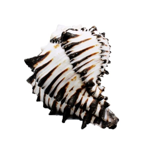 HOLIDYOYO Natürliche Aquarium Muscheldekoration aus Seeschnecke Stilvolles Landschaftszubehör für Fischbecken Einzigartiges Shell Ornament zur Aquarien Gestaltung Sicher und Elegant HOLIDYOYO Natürliche Aquarium Muscheldekoration aus Seeschnecke Stilvolles Landschaftszubehör für Fischbecken Einzigartiges Shell Ornament zur Aquarien Gestaltung Sicher und Elegant von HOLIDYOYO