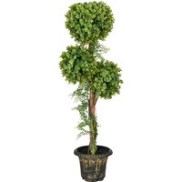 HOMCOM Künstliche Pflanze Baum 3 Kugeln Buchs mit Zementtopf, Innen- und Außenbereich, Höhe 115 cm Aosom HOMCOM Künstliche Pflanze Baum 3 Kugeln Buchs mit Zementtopf, Innen- und Außenbereich, Höhe 115 cm Aosom von HOMCOM