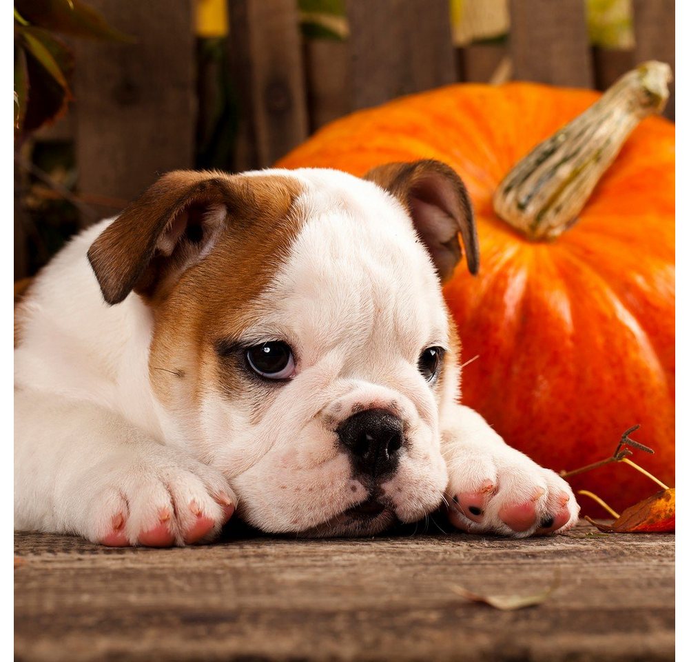 HOME FASHION Papierserviette 20 Servietten Autumn Dog 33x33cm, (20 St) von HOME FASHION