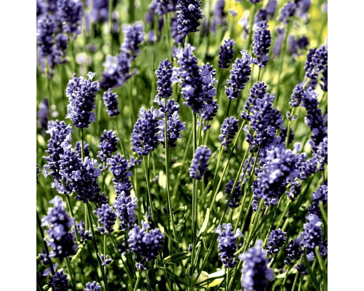 HOME FASHION Papierserviette 20 Servietten Lavendel Field 33x33cm, (20 St) von HOME FASHION