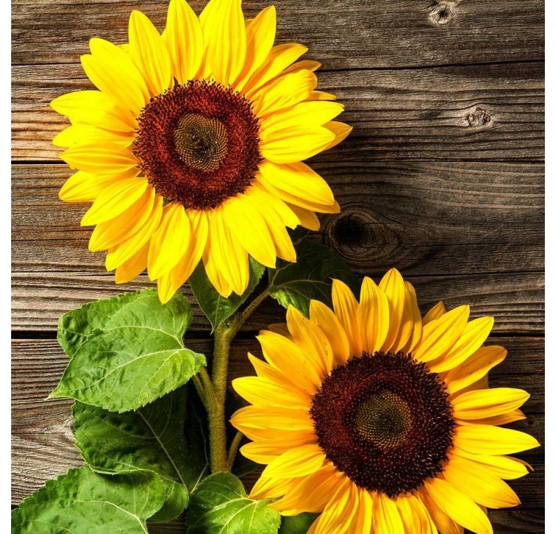 HOME FASHION Papierserviette 20 Servietten Two Sunflowers 33x33cm, (20 St) von HOME FASHION