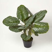 Homescapes - Künstliche Calathea Pflanze im Topf, Korbmarante, 55cm - Pflanze: Grün Topf: Schwarz von HOMESCAPES