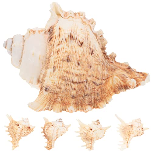 HOMOBABE 5stücke Conch Pflanzenhalter Natürliche Dekoration Für Aquarien Tisch Und Party-Dekoration Im Maritimen Stil Für Luftpflanzen von HOMOBABE