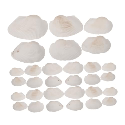 HOMOBABE Muschel DIY Dekoration Ziermuscheln Kleine Muschelverzierungen Natürliche Muscheln Für DIY Kleine Natürliche Muscheln Natur DIY Muscheln Bastelzubehör Selber Machen Hülse Weiß von HOMOBABE
