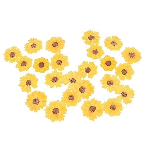 HOMSFOU 24 Stück Dried Daisy Flowers Gepresste Blumen für DIY Bastelarbeiten Schmuck Handyhüllen Lesezeichen und Nail Art Natürliche Dekoration für Kreative Projekte HOMSFOU 24 Stück Dried Daisy Flowers Gepresste Blumen für DIY Bastelarbeiten Schmuck Handyhüllen Lesezeichen und Nail Art Natürliche Dekoration für Kreative Projekte von HOMSFOU