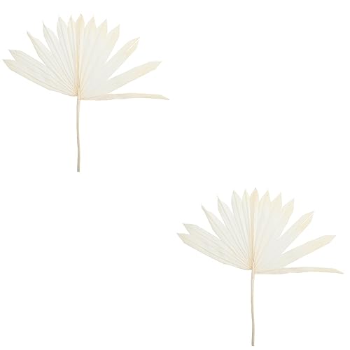 HOMSFOU 2st Palmblatt Getrocknete Palmfächer Künstliche Pflanzen Hochzeitsdekorationen Für Tische Getrocknete Natürliche Blätter Füllung Zum Basteln Mehrzweck Weiß Vase Getrocknete Blumen von HOMSFOU