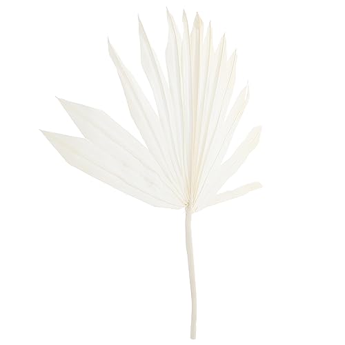 HOMSFOU Palmblatt Getrocknete Palmblätter Masse Gefälschte Tropische Getrocknete Palmwedel Tropische Palmenblätter Große Blumenvasen Hochzeit Kunsthandwerk Weiß Bankett Getrocknete Blumen von HOMSFOU