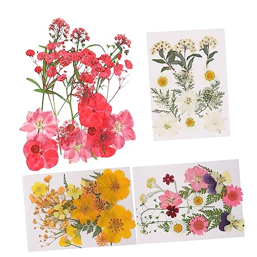 HOMSFOU Presseblumen Tüten Echte Getrocknete für DIY Dekorationen Schmuckdesign Notizkarten Handarbeiten und Handyhüllen Farben und Stil für Projekte HOMSFOU Presseblumen Tüten Echte Getrocknete für DIY Dekorationen Schmuckdesign Notizkarten Handarbeiten und Handyhüllen Farben und Stil für Projekte von HOMSFOU