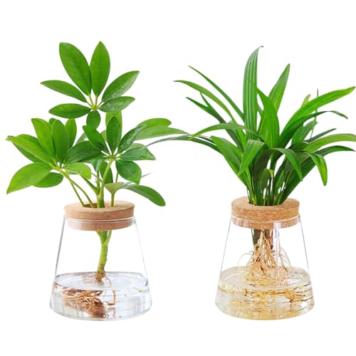 2 Stück Hydroponics Glasvasen Kleine Pflanzenterrarien Glas: HOMURY Pflanzen-Anzuchtstation Pflanzenvase Für Blumen Glas Pflanzen Terrarium Pflanzen Anzucht Pflanzgefäß für Büro Tischdekoration von HOMURY