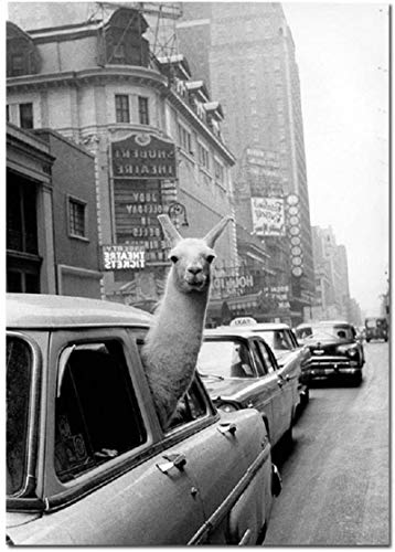 HONGC Vintage Lama Poster Schwarz Weiß Alpaka im Taxi Leinwand Kunstdruck Wandmalerei Dekoration Bild Modernes Wohnzimmer Dekor 40x60cm/15.7”x23.6” Kein Rahmen von HONGC