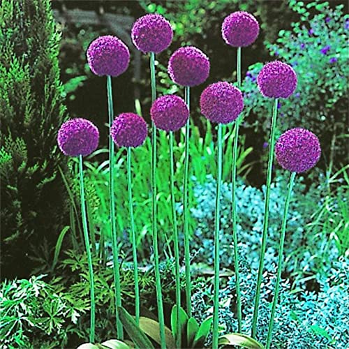 Allium Zwiebeln, Allium Giganteum Zwiebeln Winterhart, Allium Giganteum Zwiebeln Knollen, Winterhart MehrjäHrig, Allium Zwiebeln Groß, BlumenzwiebelnAllium Sativum, 10zwiebeln-I von HONGDET