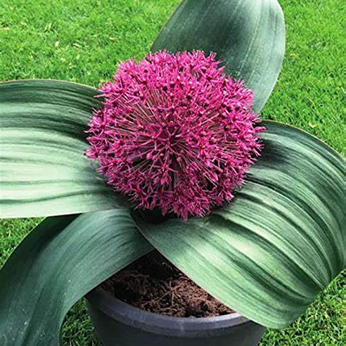 Allium Zwiebeln, Allium Giganteum Zwiebeln Winterhart, Allium Giganteum Zwiebeln Knollen, Winterhart MehrjäHrig, Allium Zwiebeln Groß, BlumenzwiebelnAllium Sativum, 5zwiebeln-B von HONGDET