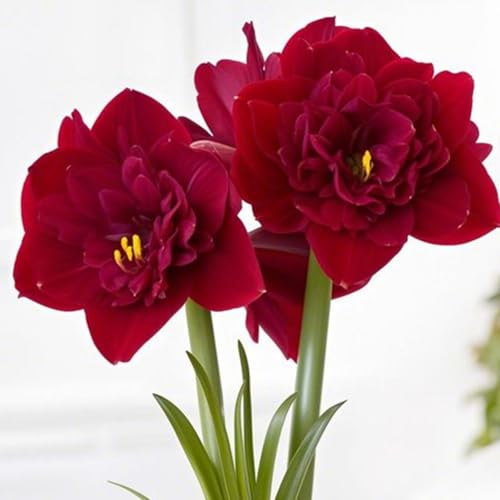 Amaryllis Zwiebeln, Bepflanzung des Hausgartens, MehrjäHrig Winterharte Frühblüher, Mix Amaryllis, Eleganter Duft, KrӓFtiger Stamm, -2 zwiebeln-A von HONGDET