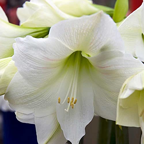 Amaryllis Zwiebeln, Eleganter Duft, Hoher Zierwert, GartenarbeitGeringer Zwiebel Rot Zwiebel, Wartungsaufwand Amaryllis, Blumenzwiebeln MehrjäHrig, Winterharte Frühblüher, -5 zwiebeln-A von HONGDET