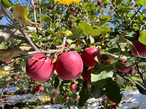 Apfelbäume Rhizome, KäLtebestäNdig ApfelfrüChte, Reichlich Vorhanden, Pflegeleicht, AnfäNger Als Auch Geeignet FüR Die Bepflanzung äPfel, 1bulb-A von HONGDET