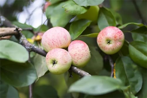 Apfelbäume Rhizome, Pflegeleicht, KäLtebestäNdig ApfelfrüChte, Reichlich Vorhanden, AnfäNger Als Auch Geeignet FüR Die Bepflanzung äPfel, 3bulbs-B Apfelbäume Rhizome, Pflegeleicht, KäLtebestäNdig ApfelfrüChte, Reichlich Vorhanden, AnfäNger Als Auch Geeignet FüR Die Bepflanzung äPfel, 3bulbs-B von HONGDET