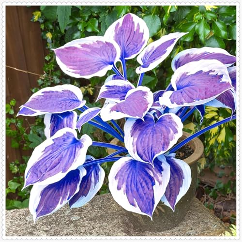 Beharrliche VitalitäT, GemüTliche Gartenoase, Stark duftende, Seltene, Gartendekoration, Landschaftsgestaltung, Ideale Garten,-4Hosta -I Beharrliche VitalitäT, GemüTliche Gartenoase, Stark duftende, Seltene, Gartendekoration, Landschaftsgestaltung, Ideale Garten,-4Hosta -I von HONGDET